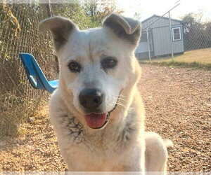 Siberian Husky-Unknown Mix Dogs for adoption in Anniston, AL, USA