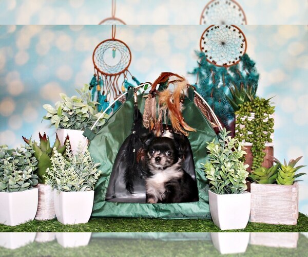 Medium Photo #18 Chihuahua Puppy For Sale in CHARLESTON, AR, USA