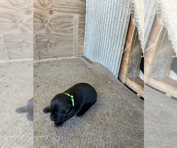 Medium Photo #1 Labrador Retriever Puppy For Sale in GOODSON, MO, USA