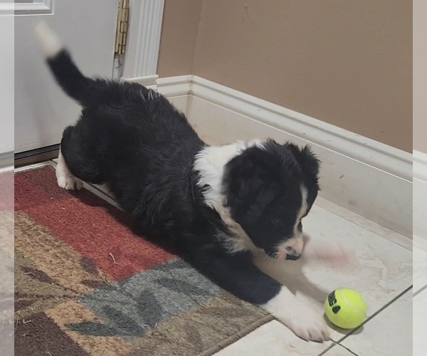 Medium Photo #1 Border Collie Puppy For Sale in INDEPENDENCE, WV, USA