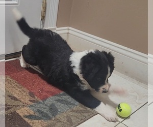 Medium Border Collie
