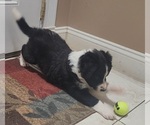 Puppy Natasha Border Collie