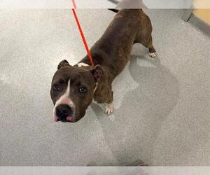 Mutt Dogs for adoption in Orange, CA, USA