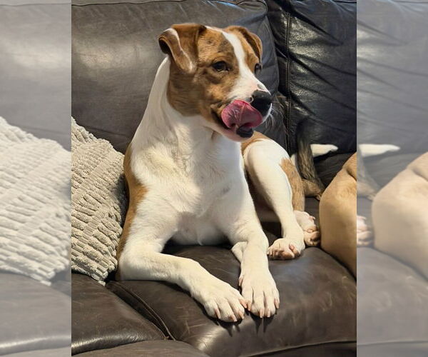 Medium Photo #3 Mutt Puppy For Sale in Walnutport, PA, USA