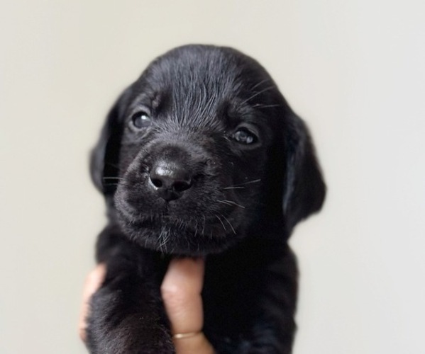 Medium Photo #1 Labrador Retriever Puppy For Sale in ENCINITAS, CA, USA