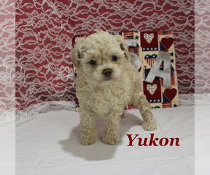 Poodle (Toy) Puppy for sale in CHANUTE, KS, USA
