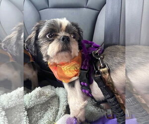 Bluey - Male Shih Tzu Dog for Adoption - Photo #3