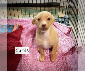 Mutt Dogs for adoption in GILBERTS, IL, USA