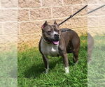 Small American Pit Bull Terrier-Staffordshire Bull Terrier Mix