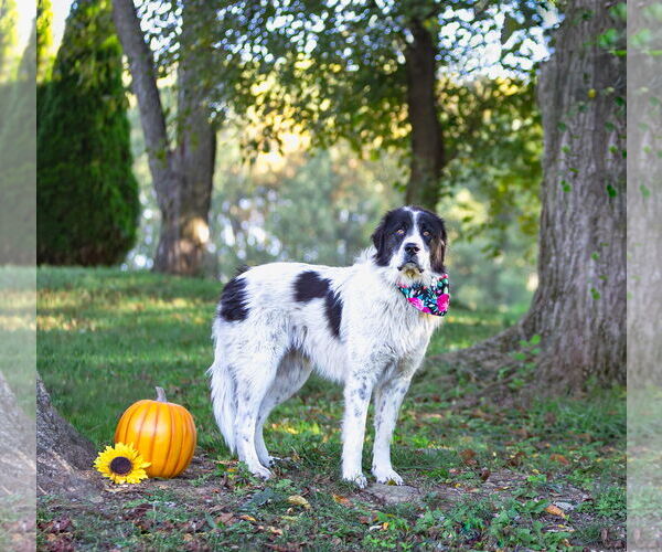 Medium Photo #4 Great Pyrenees-Unknown Mix Puppy For Sale in Unionville, PA, USA