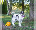 Small Photo #4 Great Pyrenees-Unknown Mix Puppy For Sale in Unionville, PA, USA