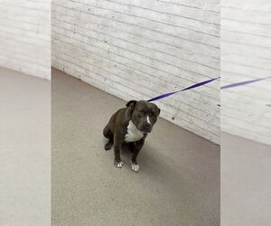 Mutt Dogs for adoption in San Bernardino, CA, USA