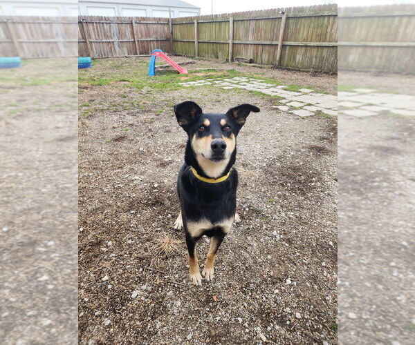 Medium Photo #3 Mutt Puppy For Sale in Evansville, IN, USA