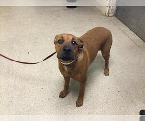 Boxer-Unknown Mix Dogs for adoption in Riverside, CA, USA
