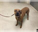 Small Boxer Mix