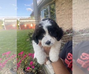 Golden Mountain Doodle  Puppy for sale in BUCYRUS, OH, USA