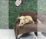 Small #1 Labrador Retriever