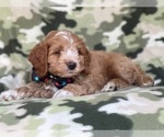 Small Photo #16 Cocker Spaniel-Poodle (Miniature) Mix Puppy For Sale in LAKELAND, FL, USA