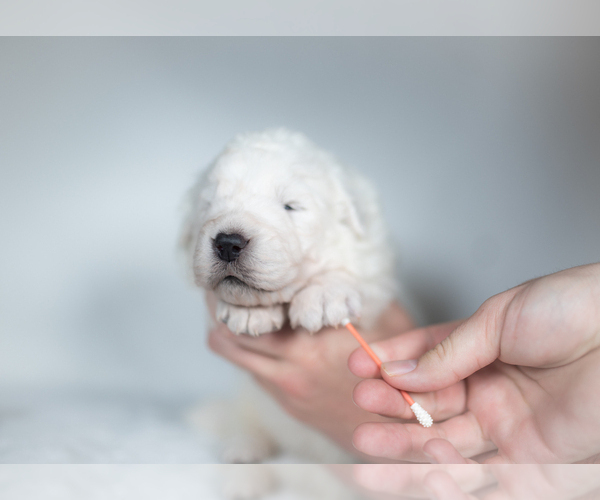 Medium Photo #29 Maremma Sheepdog Puppy For Sale in CONWAY, MO, USA
