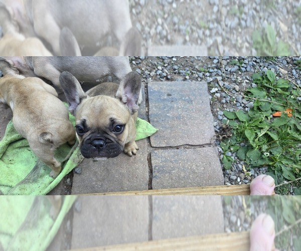 Medium Photo #5 French Bulldog Puppy For Sale in MAPLETON, ME, USA