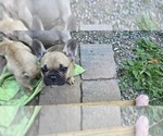 Small #4 French Bulldog