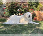 Small #4 Great Pyrenees