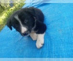 Small Border Collie