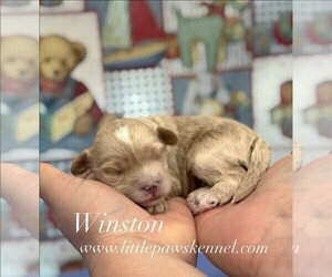 Maltipoo (Miniature) Puppy for sale in WINNSBORO, LA, USA