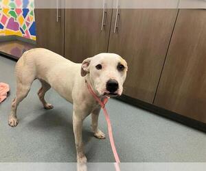 American Pit Bull Terrier-Unknown Mix Dogs for adoption in Baytown, TX, USA
