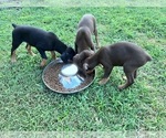Small #3 Doberman Pinscher