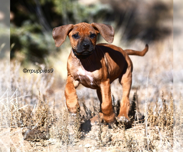 Medium Photo #2 Rhodesian Ridgeback Puppy For Sale in FAIRPLAY, CO, USA