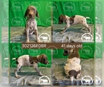 Puppy Girl 302126F08R German Shorthaired Pointer