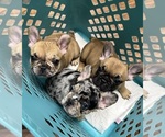 Small #2 French Bulldog