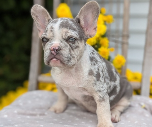 Medium Photo #23 French Bulldog Puppy For Sale in GOSHEN, IN, USA