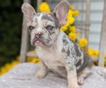 Small Photo #23 French Bulldog Puppy For Sale in GOSHEN, IN, USA