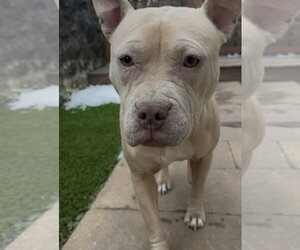 Irene - Female Mutt Dog for Adoption - Photo #4