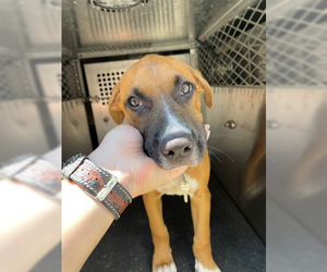 Boxer-Unknown Mix Dogs for adoption in Woodbury, NY, USA