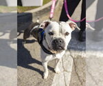 EVEREST - Female American Pit Bull Terrier Dog for Adoption - Small photo