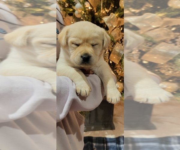 Medium Photo #3 Labrador Retriever Puppy For Sale in OTHELLO, WA, USA