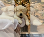 Small Photo #3 Labrador Retriever Puppy For Sale in OTHELLO, WA, USA