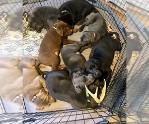 Labrador Retriever Litter for sale in LYNN, IN, USA