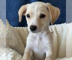 Small Photo #14 Chihuahua-Colonial Cocker Spaniel Mix Puppy For Sale in San Diego, CA, USA