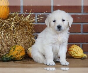 English Cream Golden Retriever Puppy for sale in FREDERICKSBG, OH, USA