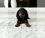 Small Photo #2 Dachshund Puppy For Sale in GREENFIELD, IN, USA