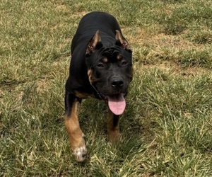 American Bully Puppy for sale in FRANKLIN, KY, USA