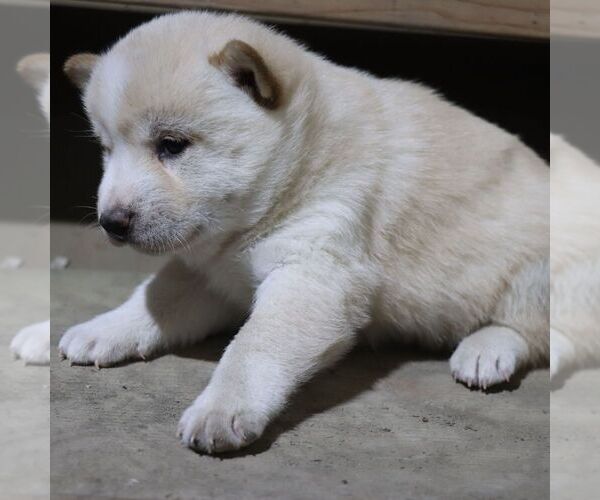 Medium Photo #3 Shiba Inu Puppy For Sale in CHARLES CITY, IA, USA