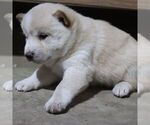 Small #2 Shiba Inu