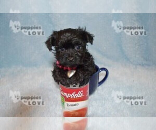 Medium Photo #2 Poodle (Toy)-Yorkshire Terrier Mix Puppy For Sale in SANGER, TX, USA