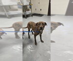 Small Labrador Retriever Mix