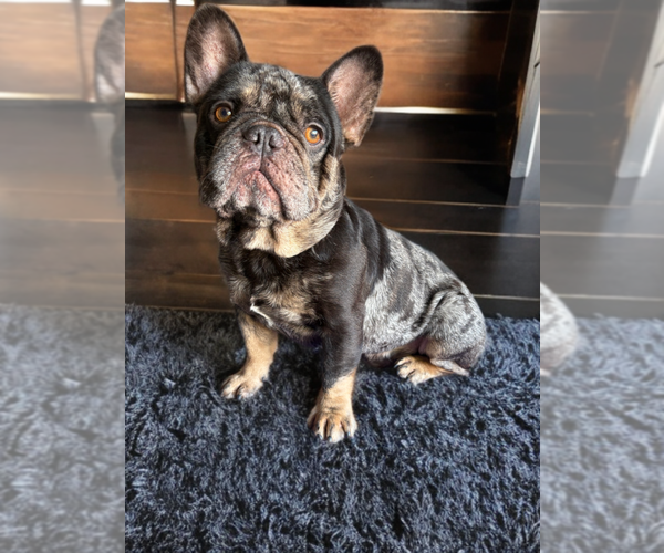 Medium Photo #1 French Bulldog Puppy For Sale in GRAND PRAIRIE, TX, USA